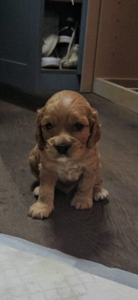 Ready to go! 1 beautiful show cocker spaniel for sale