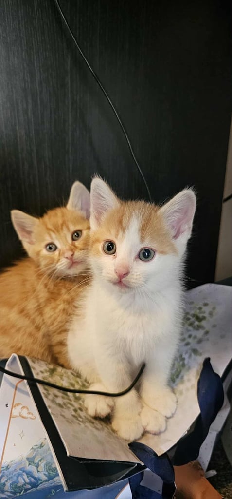 4x kittens for sale. Ready to go. 