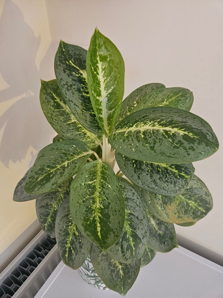 Aglaonema Commutatum