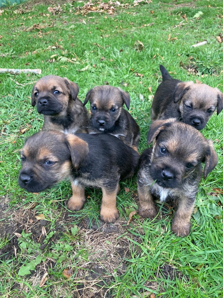 KC reg Border Terrier Puppies 