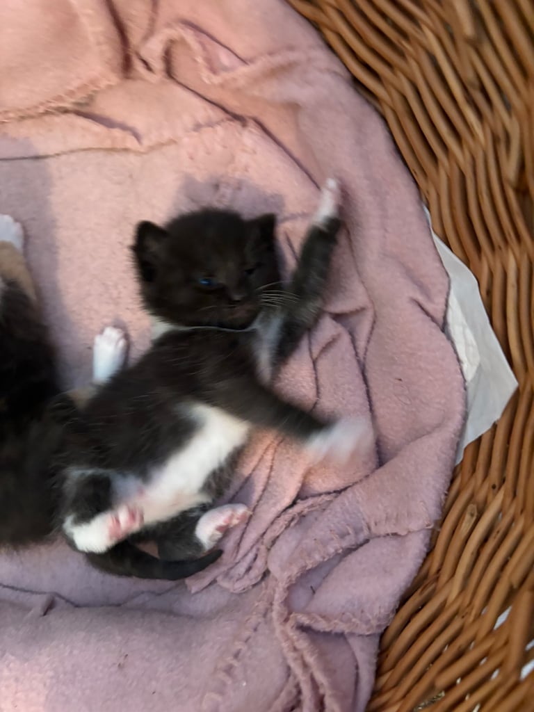 Half BSH kittens ( only black left )