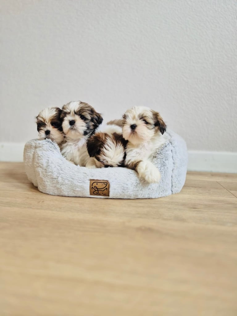 Shihtzu