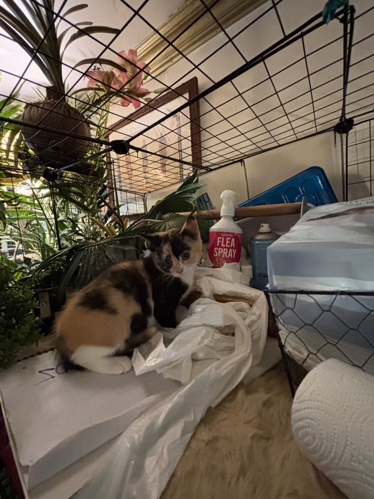 British shorthair x kitten