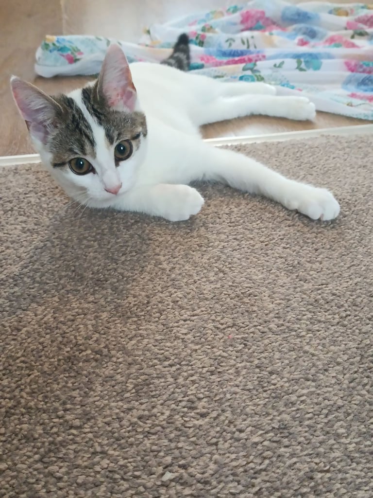 5-month-old female,not spayed, flea drops have been applied