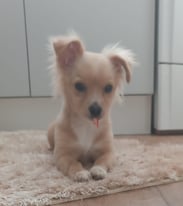 Chihuahua/ Pomeranian Breed Female Pup