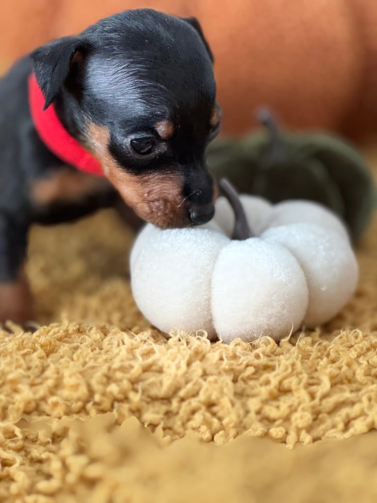 Not KC Reg Miniature Pincher Puppies 