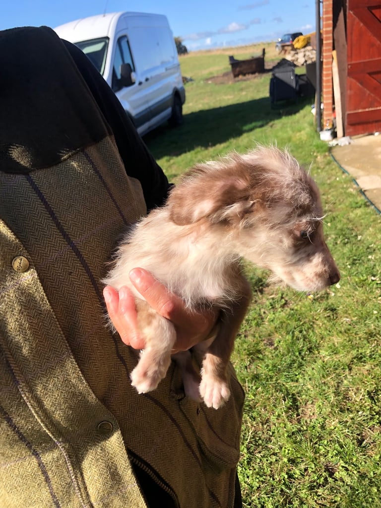 BEDDIPOO pups bedlington X toy poodle  