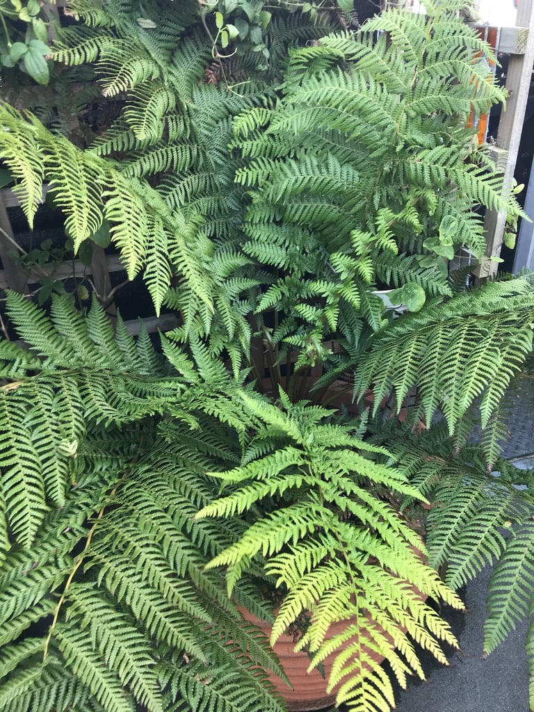 image for beautiful tree fern