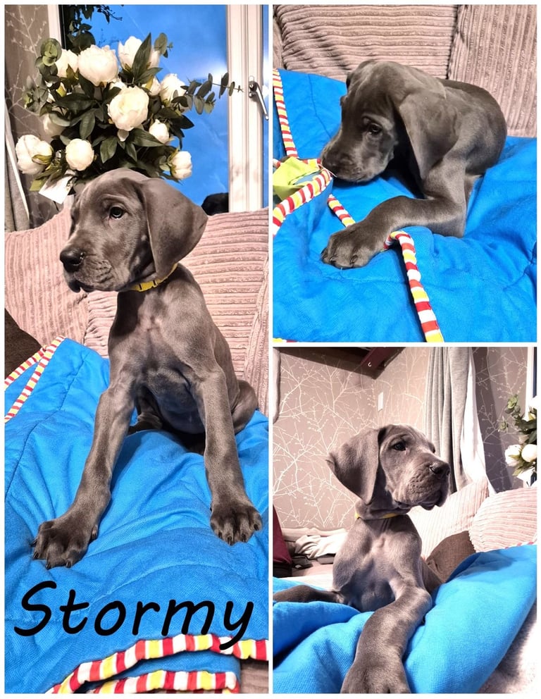 image for Great Dane puppies ready to go 