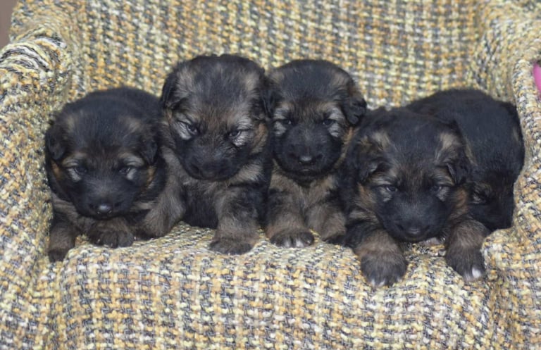 Gorgeous long haired german shepherd puppies! 