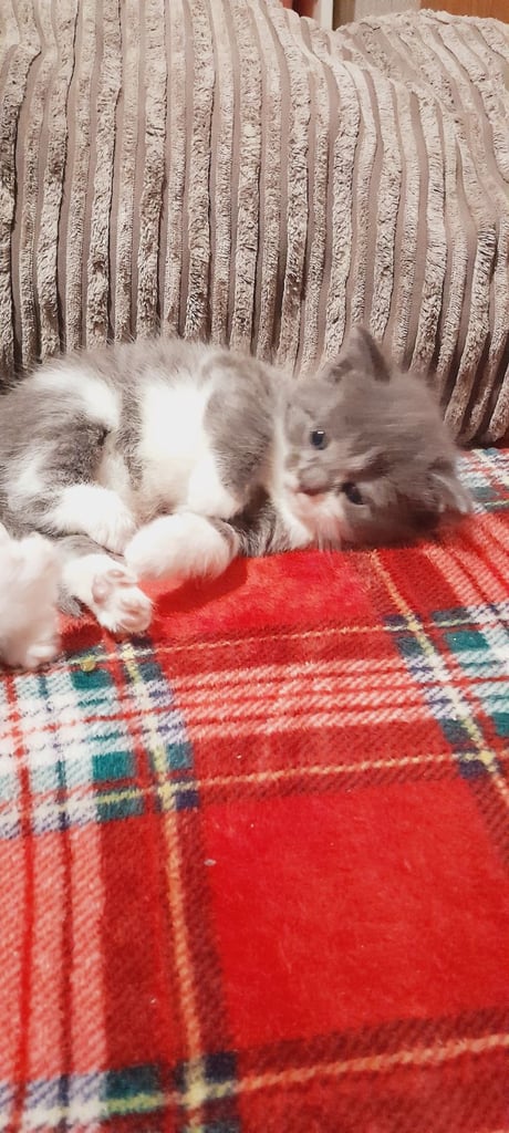 Kittens 