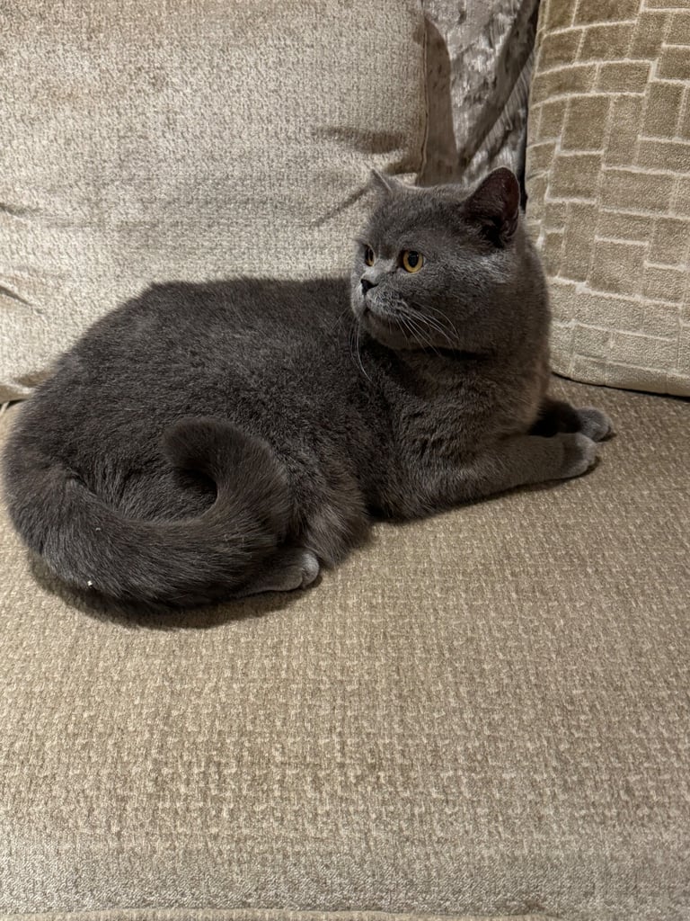 British short hair kittens 