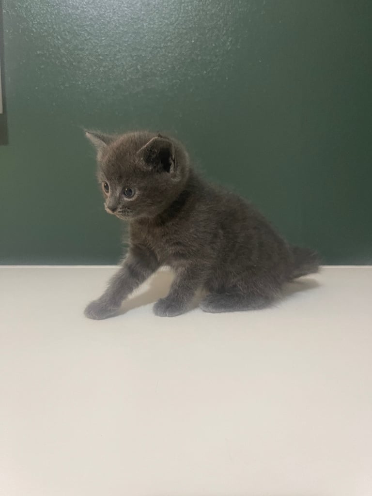 3 grey kittens for sale 