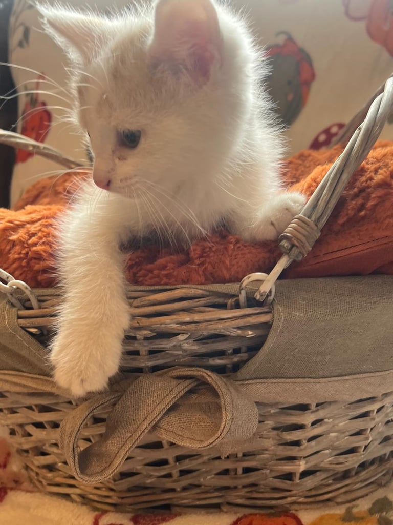 Kittens