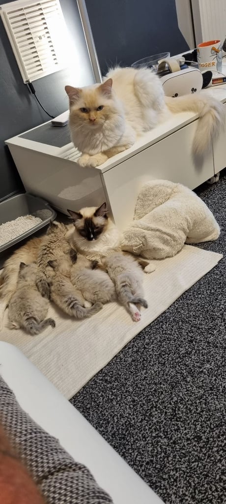 Ragdoll kittens 