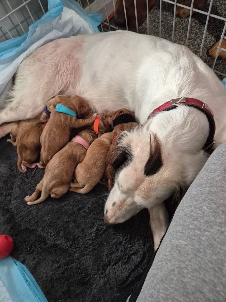 Springador puppies for sale 