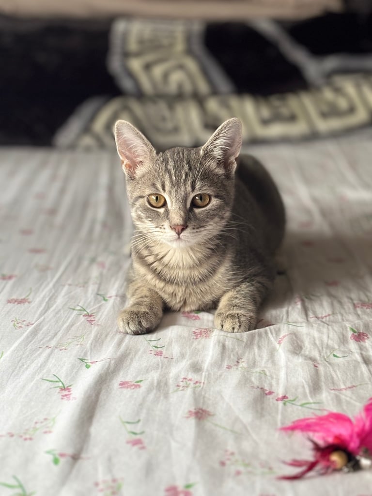 Urgent Grey kitten rehoming 