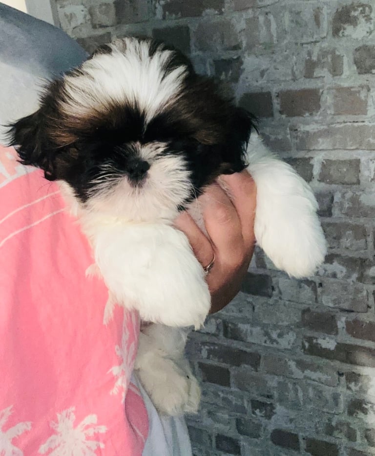 Shihtzu 