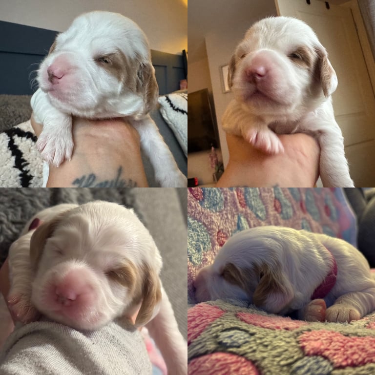 Gorgeous F2b Cockapoo puppies ready to reserve