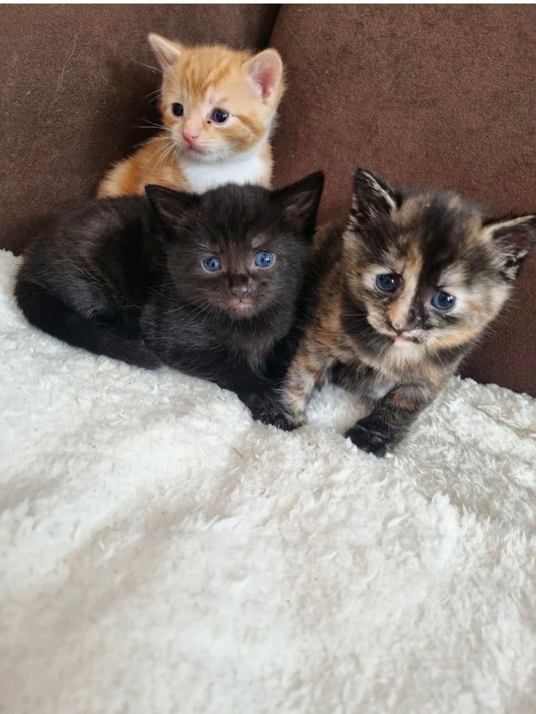 image for Kittens for sale 