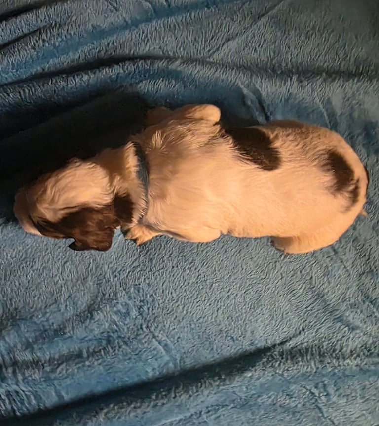 Springer spaniel pups 