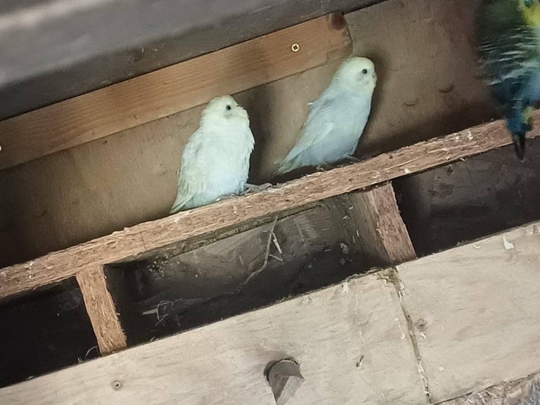 Cockatiels and rainbow budgies