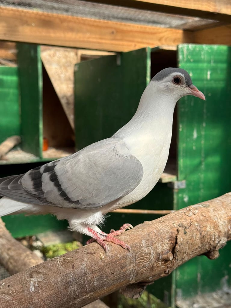 Afghan pigeons for sale 