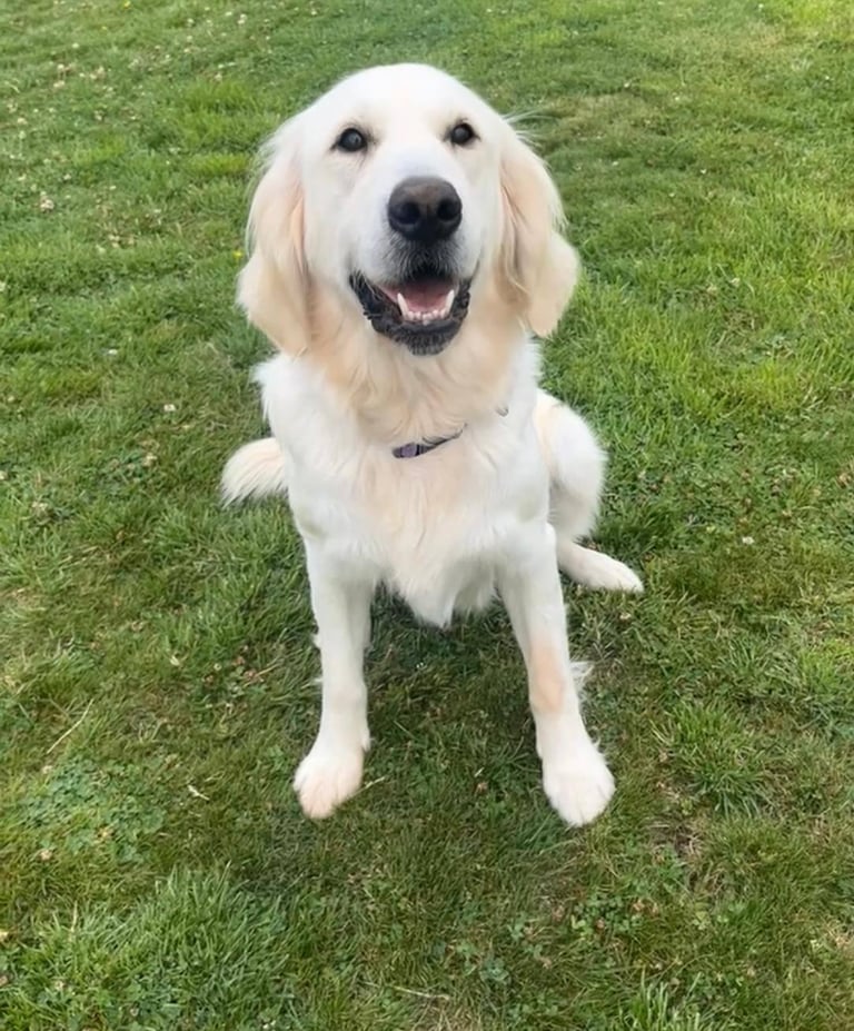 image for Bonnie - Beautiful Cream Retriever