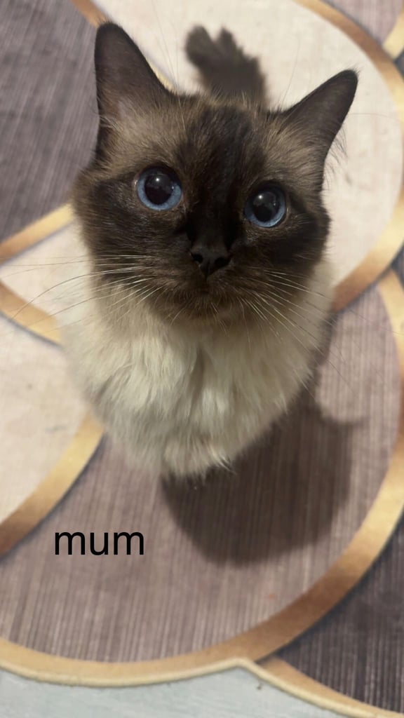 Beautiful male Ragdoll kitten - 8 weeks old