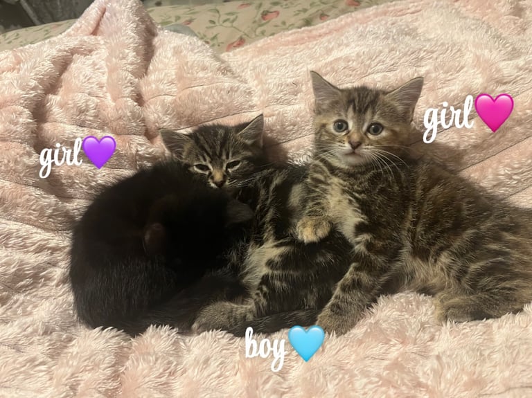 beautiful kittens 
