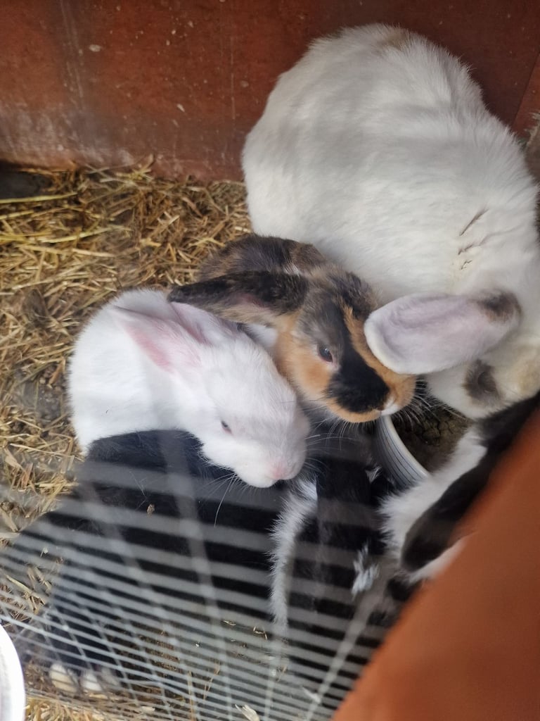 baby rabbits for sale x 5