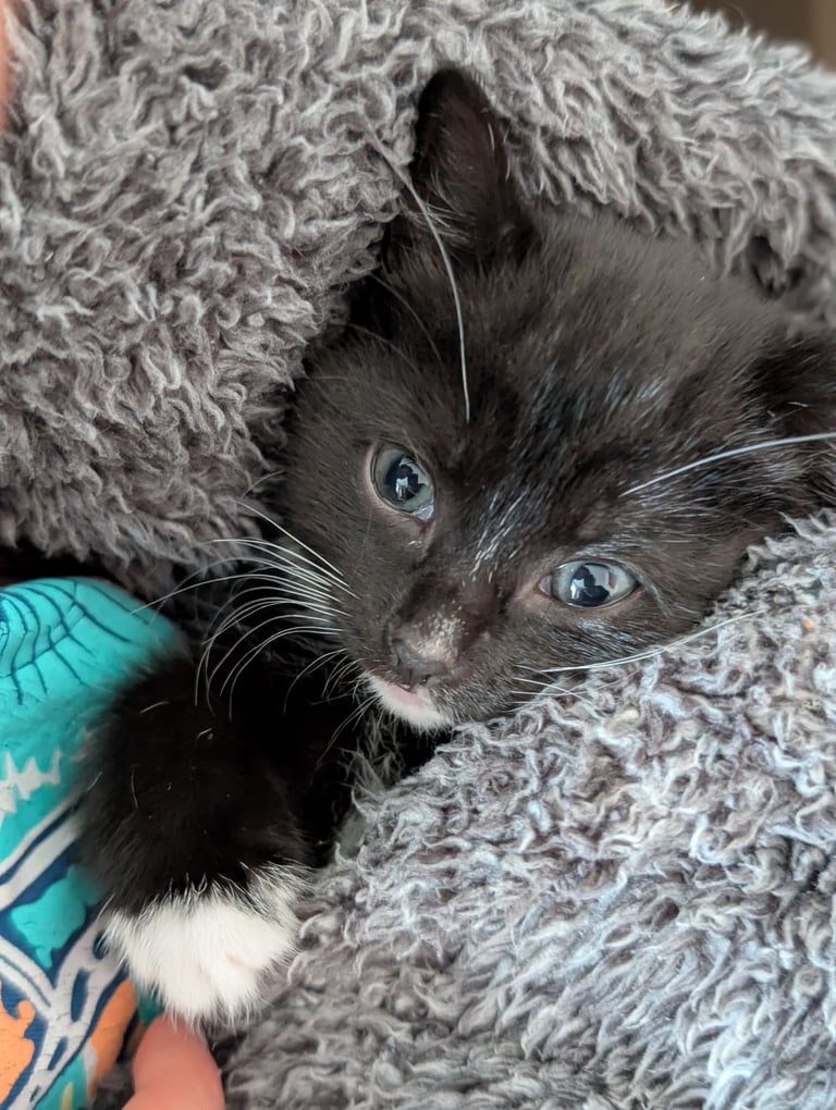 Adorable kittens looking for new homes