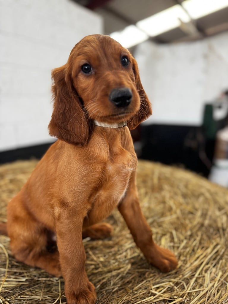 IKC Irish Red Setter puppies 