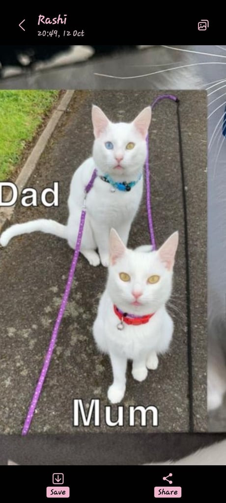 Khao Manee White male kitten