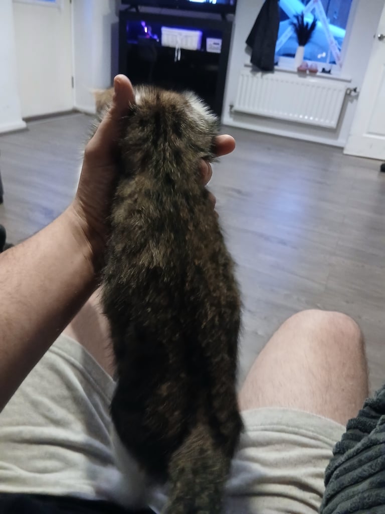 Boy and girl kittens 