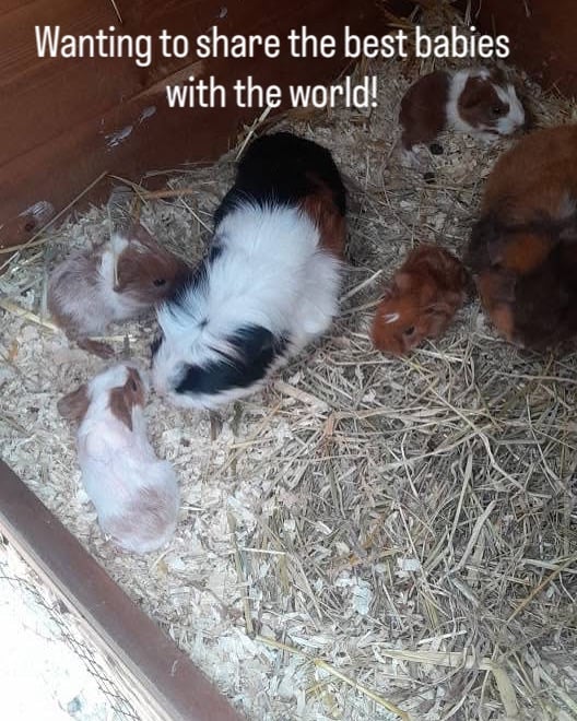 Guinea pigs for sale