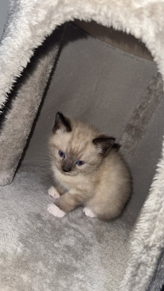 Beautiful Male Kitten will accept reasonable offers