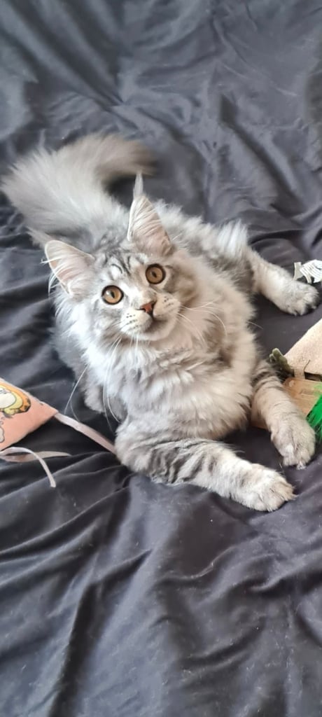 kittens sale in London