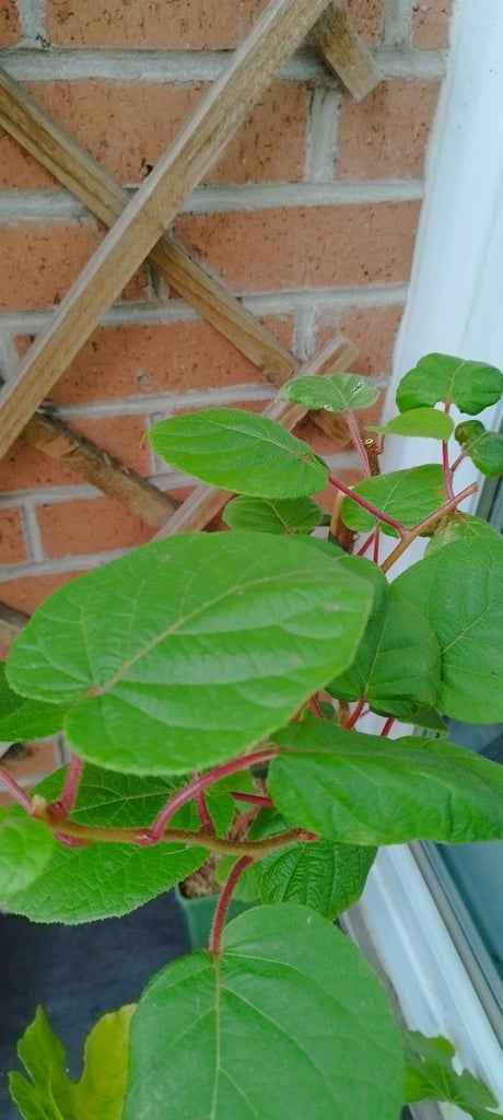 Kiwi plant !!!