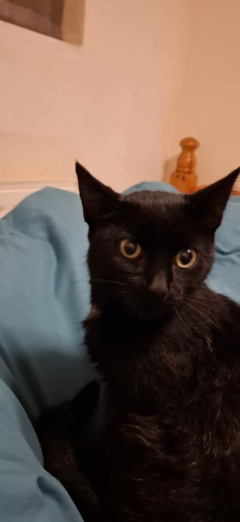 7 month old kitten boy 