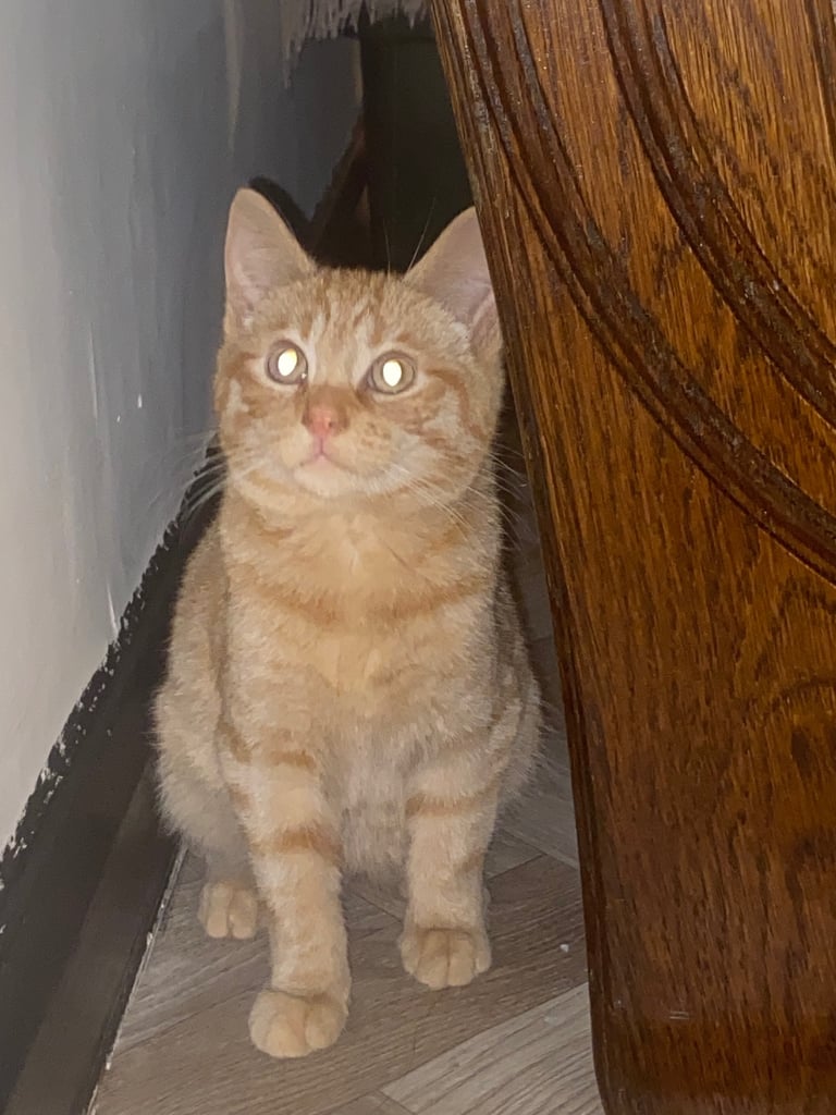 3 21 wk old kittens looking for their forever home 