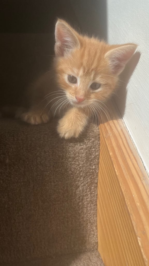 2 Ginger Kittens 