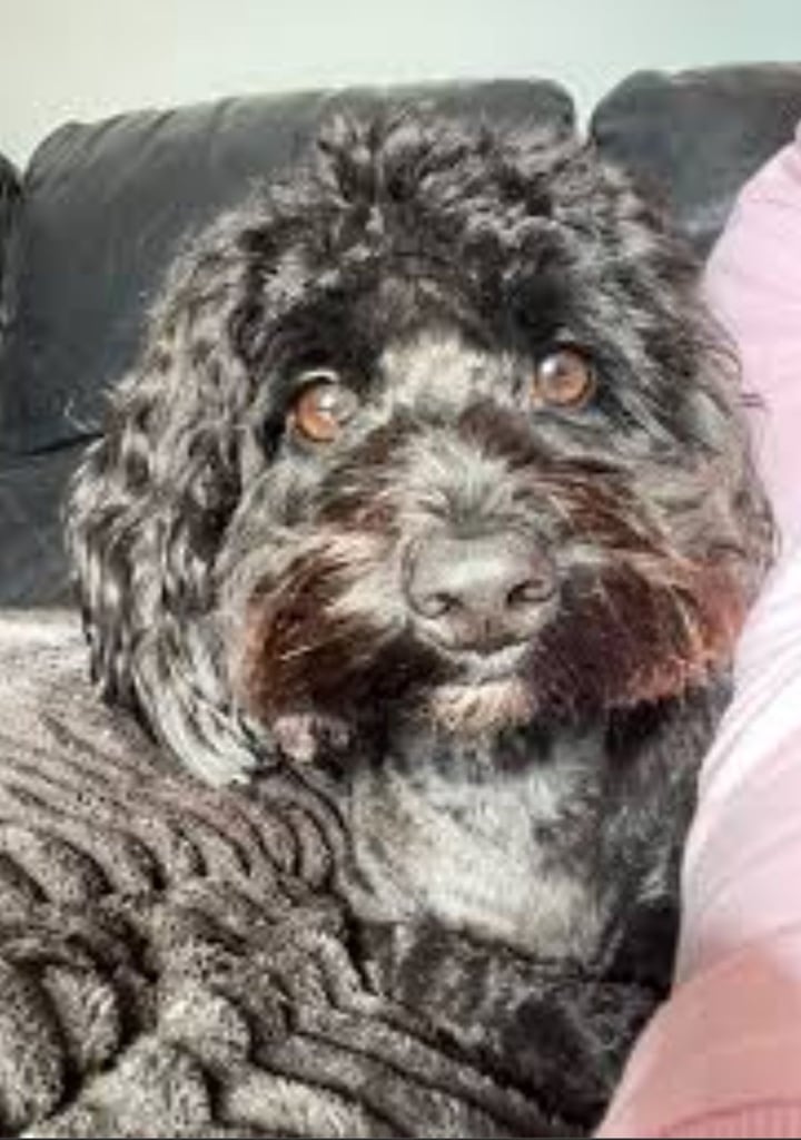 3year old cavapoo 