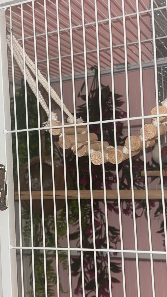 Male and female zebra finches with huge enclosure 