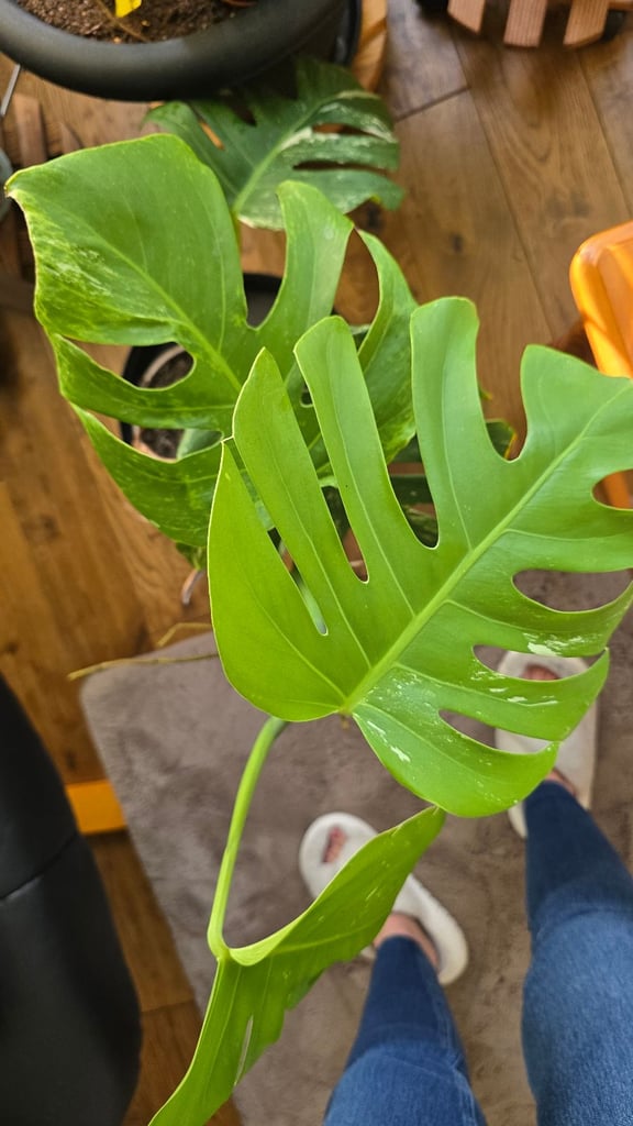 Monstera variegata plant