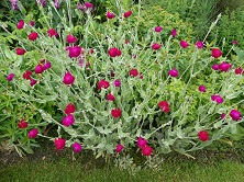 Lychnis coronaria deep cerise/magenta: plant or seeds (ALSO of white or pink& white) from Touchwood
