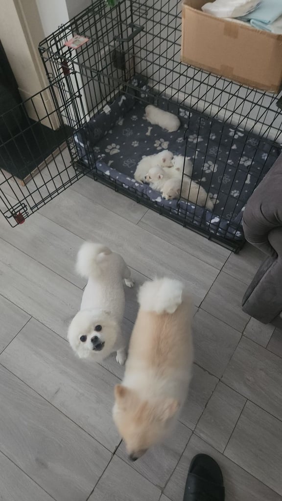 Pomeranian puppys 