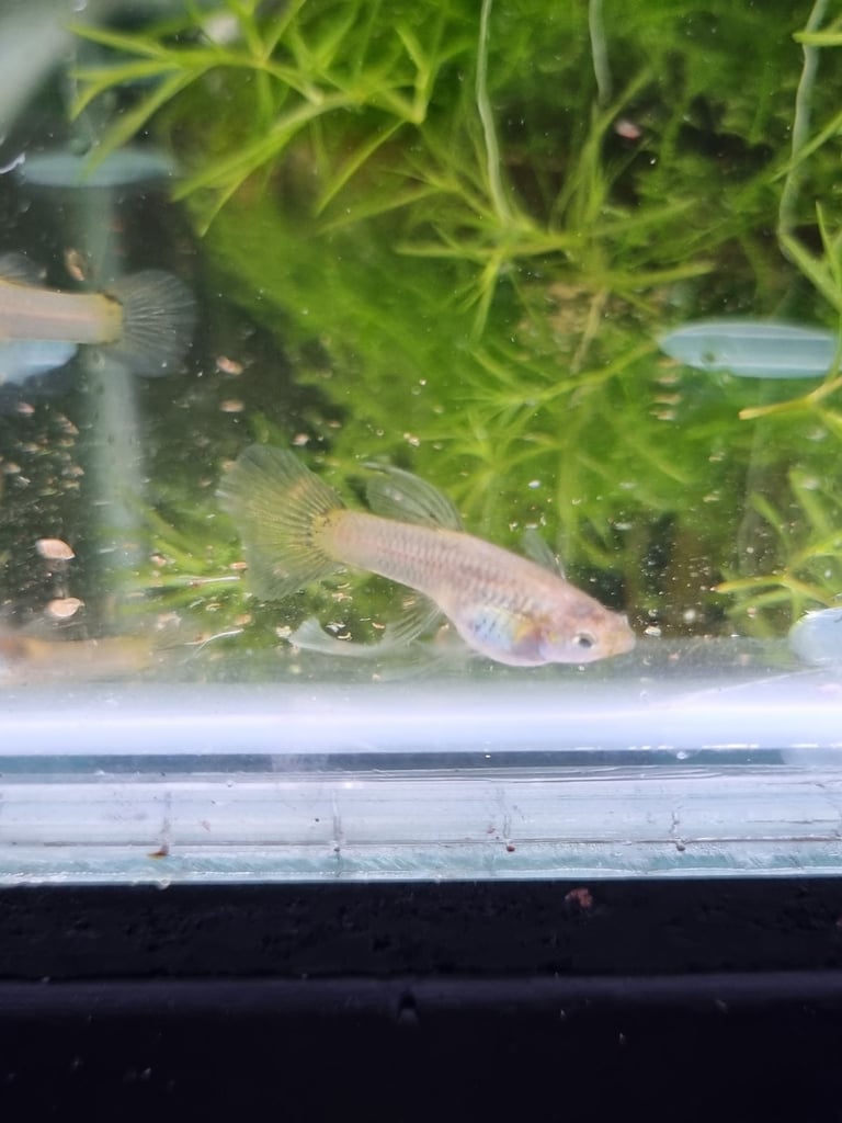 Rare Sunset Galaxy Guppies