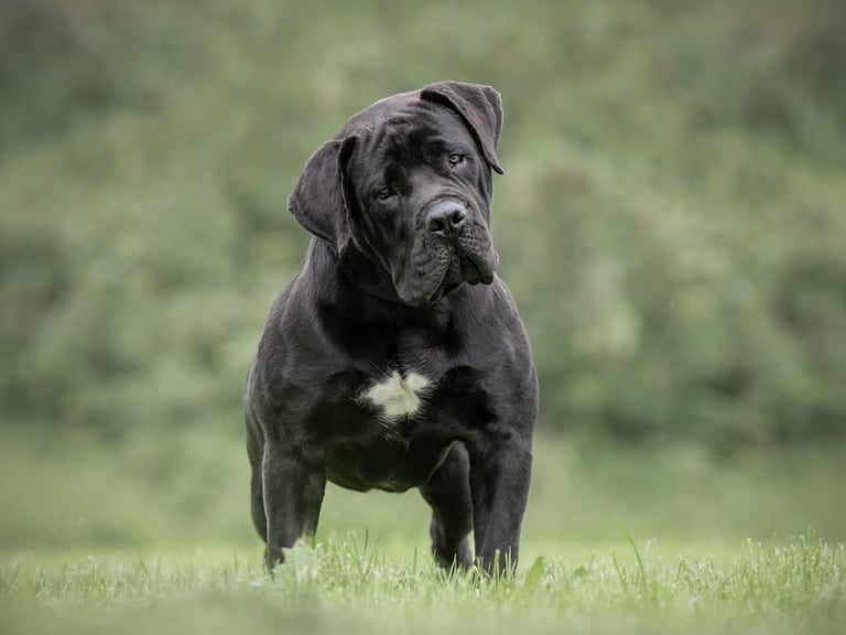 Puppies Boerboel X Mastiff Puppies