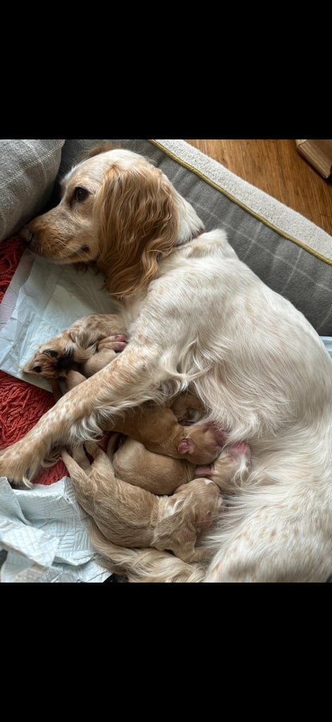 Stunning cocker spaniels 